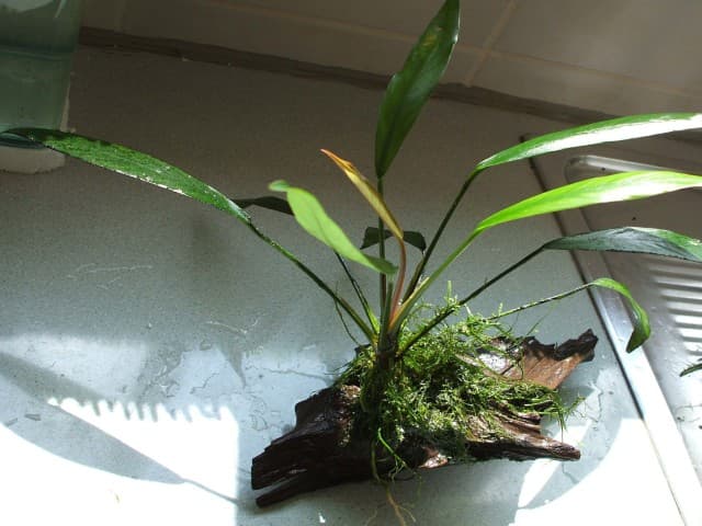 Anubias lanceolata on wood