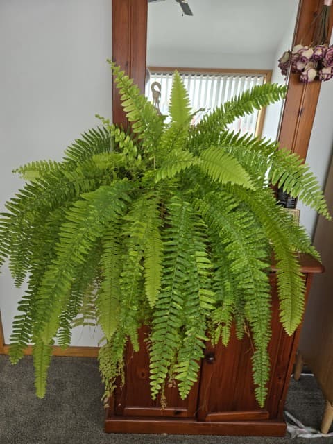 Variegated Boston fern